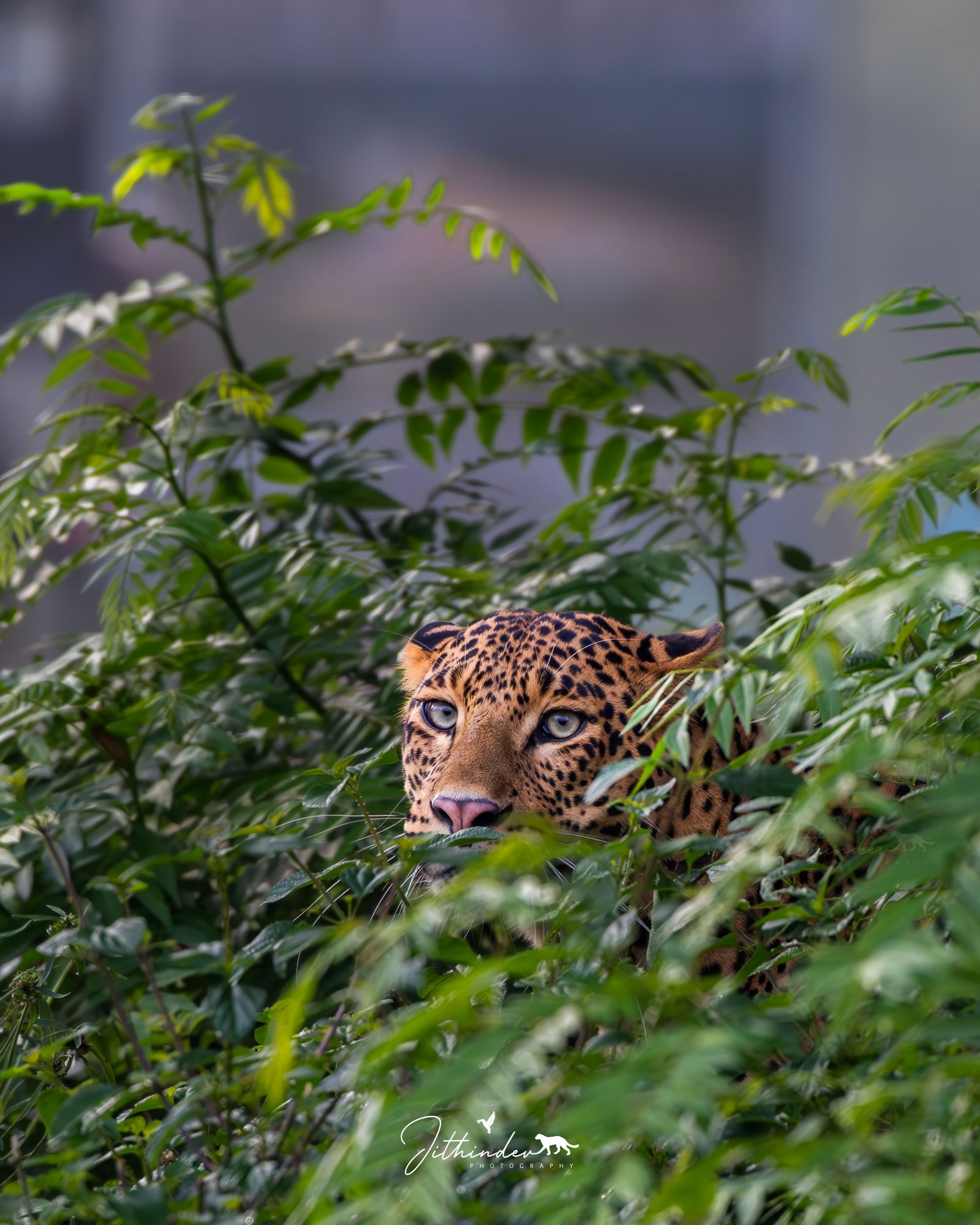 Jithindev Photography